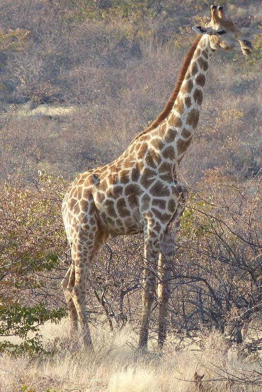 Grootberg Lodge Дамараленд Екстер'єр фото